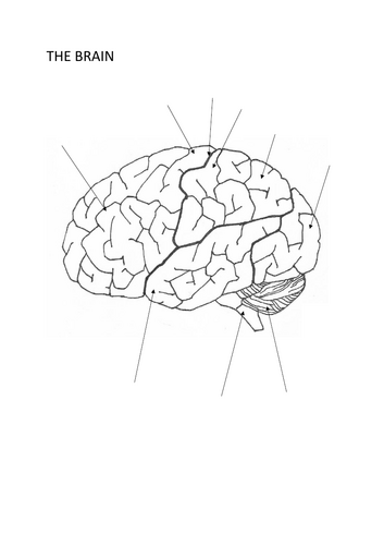 Biology Colouring: The Brain