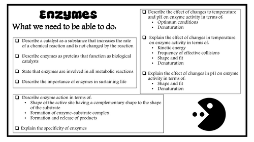 5 Enzymes revision notes