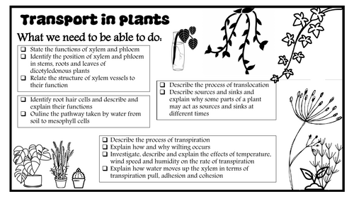8  Transport in Plant revision notes