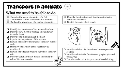 9 Transport in Animals revision notes