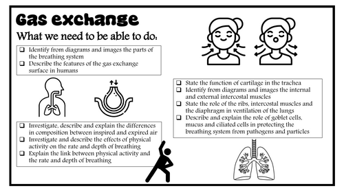 11 Gas exchange in Humans revision notes