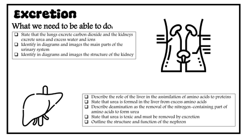 13 Excretion in Humans revision notes