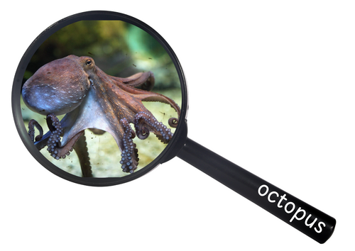 What Ocean Animals Can You See?