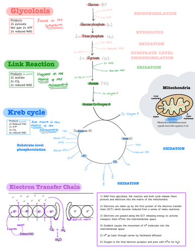Respiration Poster