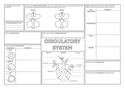 Circulatory System Revision Mat A3