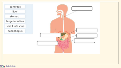 B3.2. The human digestive system