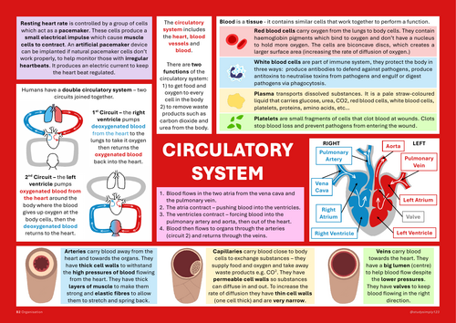 Circulatory System Display Poster A3