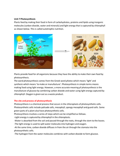 PHOTOSYNTHESIS