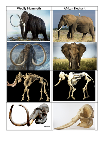Mammoth elephant evolution