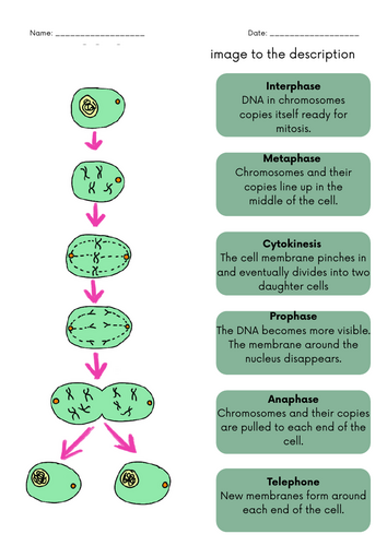 Match up Mitosis task