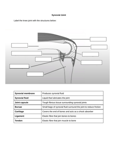 AQA GCSE PE Synovial Joints - label and questions