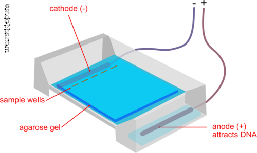 Gel electrophoresis animation