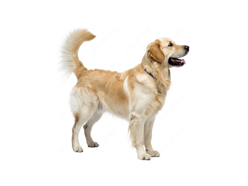 Animal Health