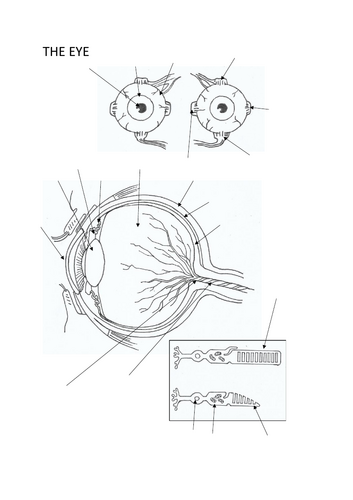 Biology Colouring: The Eye