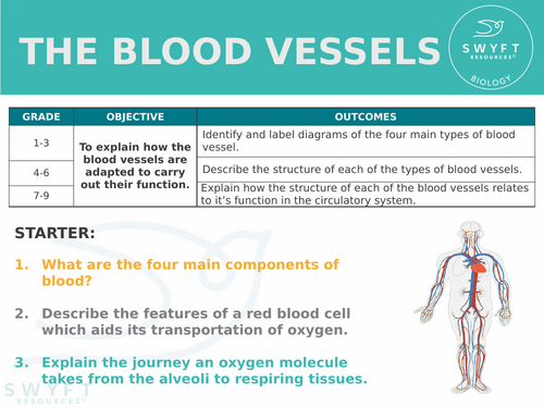 NEW AQA Trilogy GCSE (2016) Biology - Blood Vessels