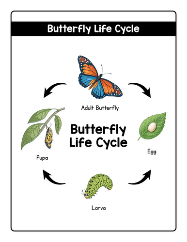 Spring Animals Life Cycle Worksheet