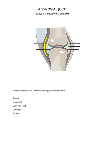 GCSE PE - Synovial Joint Worksheet
