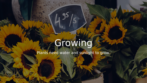 Growing Plants EYFS lesson