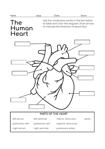 The Human Heart Labelling Worksheet