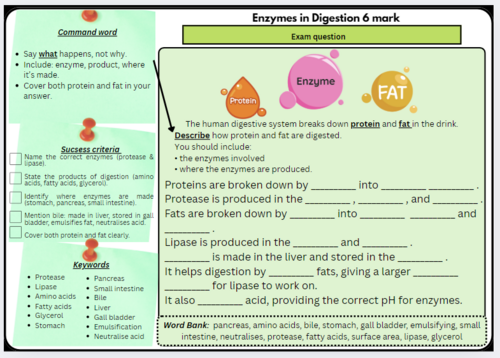 Enzymes in Digestion – 6 Mark Exam Question Scaffolded/Differentiated (Protein & Fat)