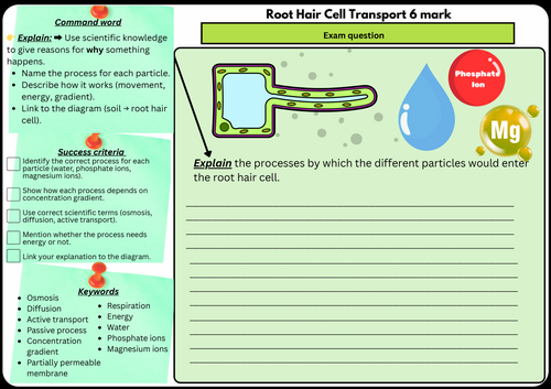 Root Hair Cell Transport – 6 MarkQ | Scaffolded/Differentiated (Osmosis,Diffusion & ActiveTransport)