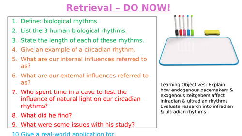 Biological rhythms - infradian and ultradian rhythms - Biopsychology - Paper 2 A Level Psychology