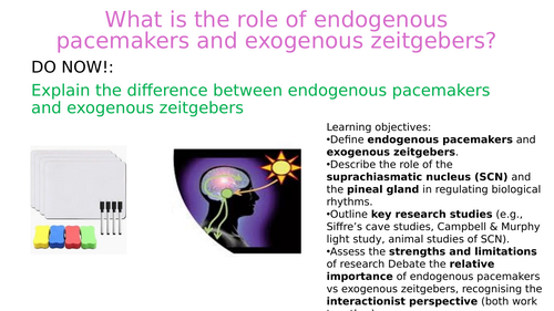 Endogenous pacemakers and exogenous zeitgebers - biological rhythms - BioPsychology-Paper 2 A Level