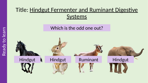 Hindgut Fermenter and Ruminant Digestive Systems T Level Animal Care and Management