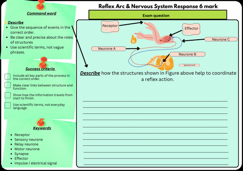 Reflex Arc & Nervous System GCSE Biology Paper 2 - 6 Mark Question | Scaffolded & Differentiated