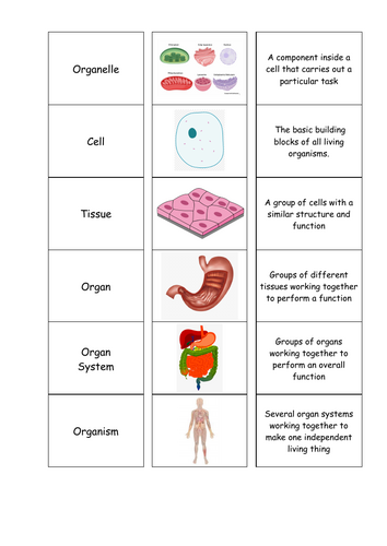 Organisation Card Sort