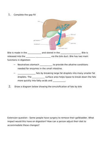 Role of Bile Worksheet