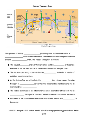 Electron Transport Chain Worksheet