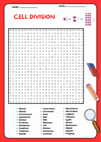 Cell Division Word Search Puzzle Activity
