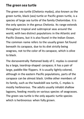 The green sea turtle Handout