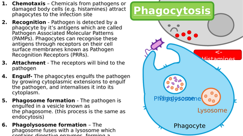 A-Level Immune System Animations