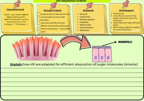 Villi Adaptations – GCSE Biology 4-Mark Explain Question with Scaffold + Model Answer