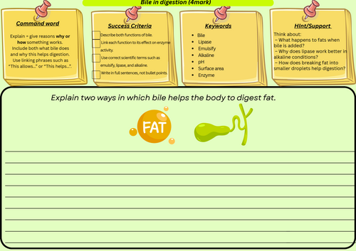 Bile in Digestion GCSE Biology 4 Mark Explain Question Scaffolded Worksheet