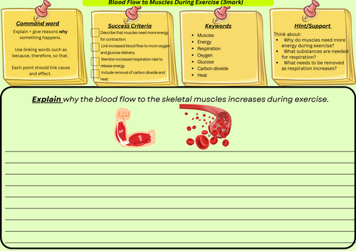 Blood Flow to Muscles – GCSE Biology Explain Question (3 Marks, Scaffolded Worksheet + Model Answer)