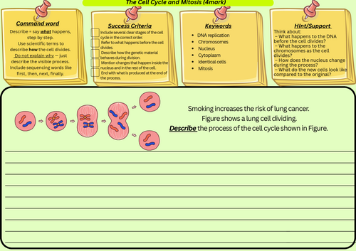 The Cell Cycle and Mitosis – GCSE Biology 4 Mark Describe Question Scaffolded Worksheet