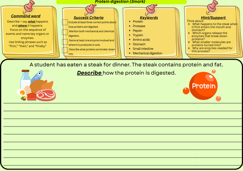 Protein Digestion - GCSE Biology Paper 1 -  3 mark Exam Question + Scafold + Model Answer