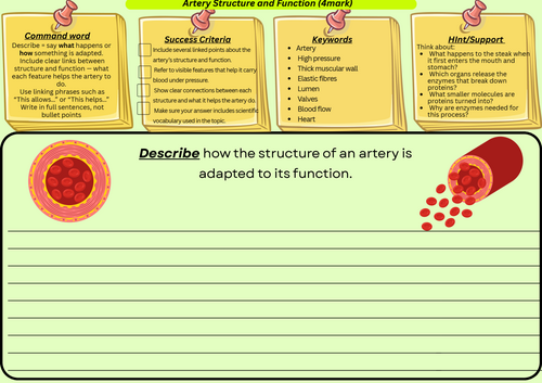 Artery Structure and Function – GCSE Biology 4 Mark Describe Question Scaffolded Worksheet