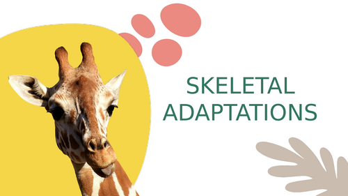 Animal Skeletal Adaptations