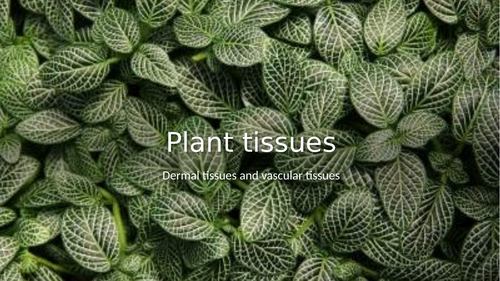 Plant tissues
