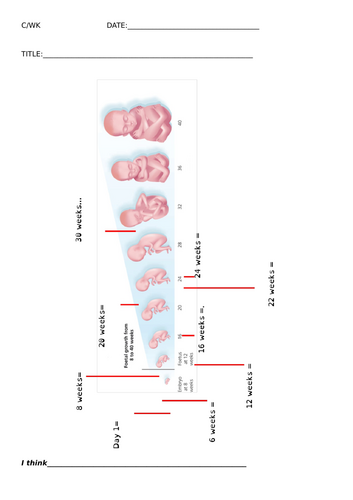 When does life begin?