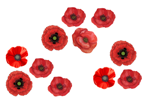 Remembrance Day Poppy Subitising
