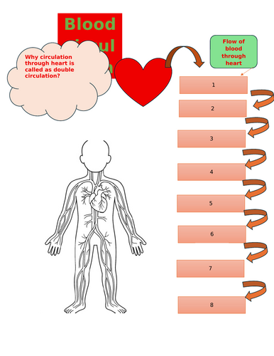 Human circulation worksheet