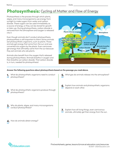 KS3 Photosynthesis Worksheets