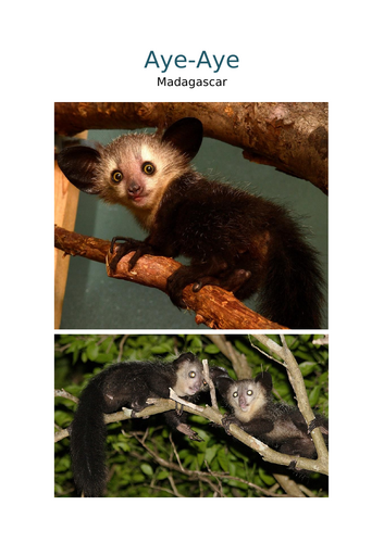 ESL: Strange Animals Around the World