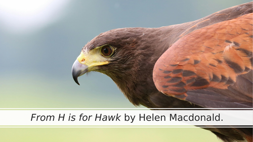 FROM H IS FOR HAWK - HELEN MACDONALD - IGCSE - EDEXCEL 4EA1