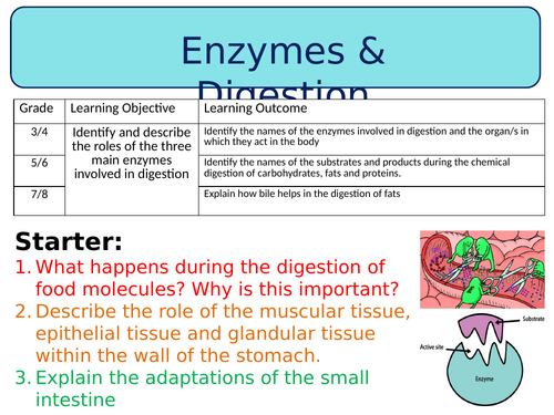 B3.6 How the digestive system works
